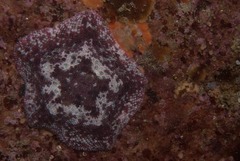 Parvulastra dyscrita