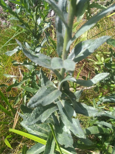 Image of Senecio lanceus by (c) kevin koen, some rights reserved (CC BY-SA)