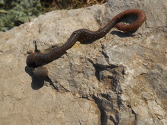 Oligochaeta