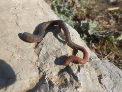 Oligochaeta