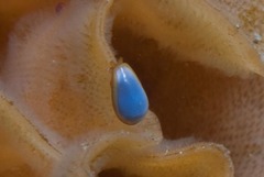 Gibberula dulcis