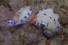 Hypselodoris capensis