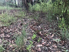 Digitaria divaricatissima
