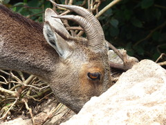 Nilgiritragus hylocrius