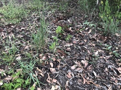 Digitaria divaricatissima