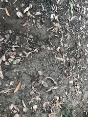 Digitaria divaricatissima