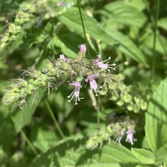 Ocimum americanum