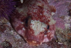 Chorisochismus dentex