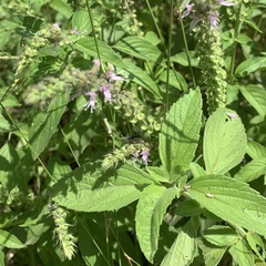 Ocimum americanum