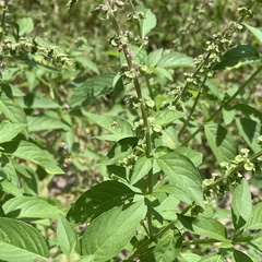 Ocimum americanum
