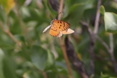 Acraea rahira