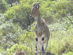 Nilgiritragus hylocrius