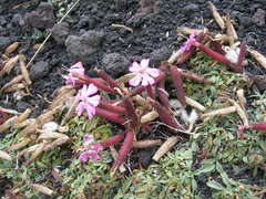 Saponaria sicula