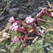Saponaria sicula - Photo (c) elenasuslova, osa oikeuksista pidätetään (CC BY-NC)