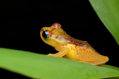 Boophis bottae