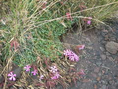 Saponaria sicula