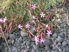Saponaria sicula
