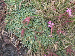 Saponaria sicula