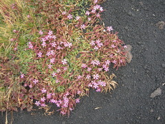 Saponaria sicula