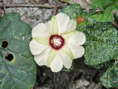 Hewittia malabarica