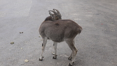 Nilgiritragus hylocrius