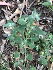 Chenopodium trigonon stellulatum