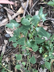 Chenopodium trigonon stellulatum