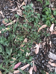 Chenopodium trigonon stellulatum