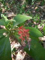 Rauvolfia serpentina