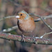 Eurasian Chaffinch - Photo (c) Luigi Andena, some rights reserved (CC BY-NC), uploaded by Luigi Andena