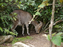 Nilgiritragus hylocrius