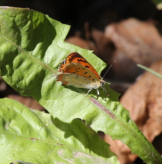 Lycaena ottomanus