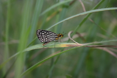 Metisella willemi