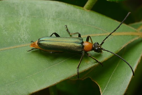 Robustanoplodera tricolor