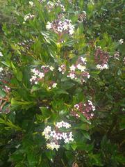 Miconia myrtillifolia