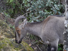 Nilgiritragus hylocrius