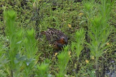 Bambusicola thoracicus