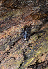 Stigmatium quadricostatum