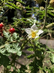 Solanum sisymbriifolium