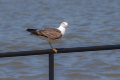 Larus fuscus
