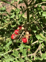 Solanum sisymbriifolium