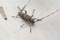 Acanthocinus gundaiensis