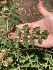 Solanum sisymbriifolium