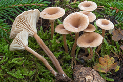 Pseudoomphalina