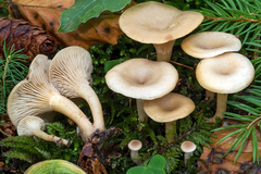 Singerocybe phaeophthalma