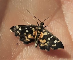 Diathrausta ochreipennis