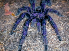 Avicularia purpurea