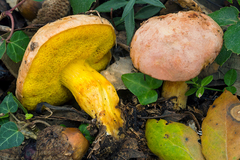 Aureoboletus gentilis