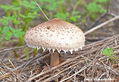 Macrolepiota fuligineosquarrosa