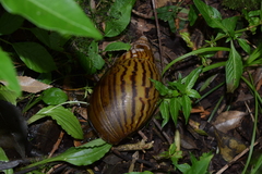 Cochlitoma granulata